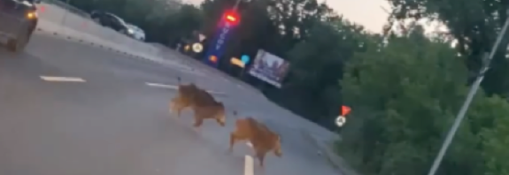 Porci mistreți pe stradă